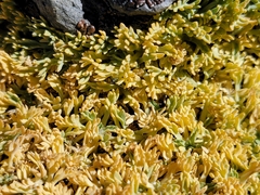 Podistera nevadensis