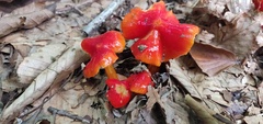 Hygrocybe cuspidata