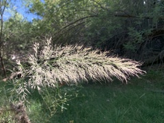 Muhlenbergia rigens