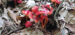 Hygrocybe cuspidata