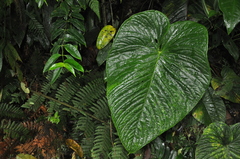 Anthurium intactum