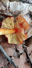 Hygrocybe cuspidata