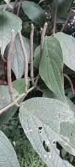 Piper auritum