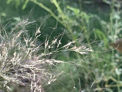 Muhlenbergia rigens