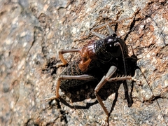 Acrodectes philopagus