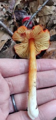 Hygrocybe cuspidata