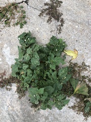 Solanum