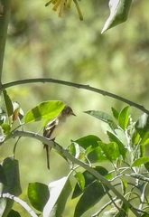 Empidonax traillii