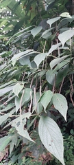 Piper auritum