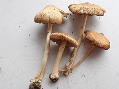 Inocybe radiata