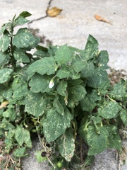 Solanum
