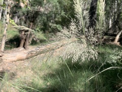 Muhlenbergia rigens