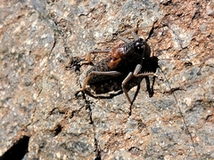 Acrodectes philopagus