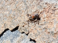 Acrodectes philopagus