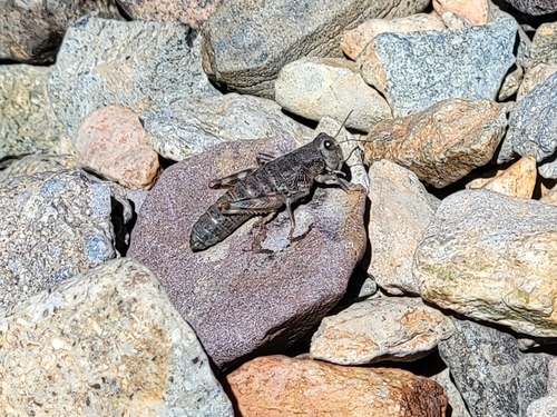 Hypsalonia tioga
