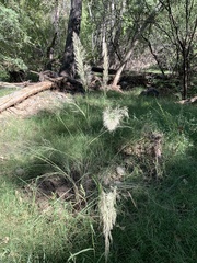 Muhlenbergia rigens