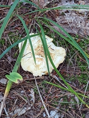 Climacocystis borealis