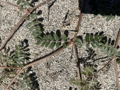 Kallstroemia californica