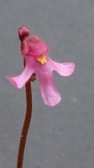 Utricularia tenella