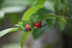 Syzygium