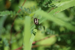 Leptinotarsa tlascalana