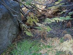 Pteridium aquilinum pubescens