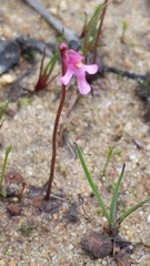 Utricularia tenella