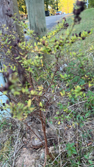 Hypericum hypericoides