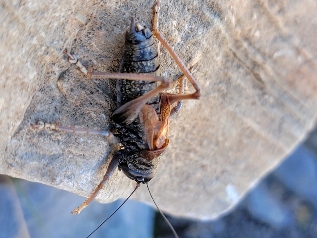 alpine shieldback