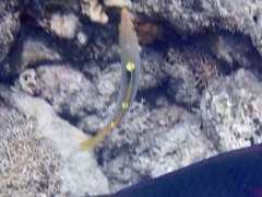 Halichoeres hortulanus