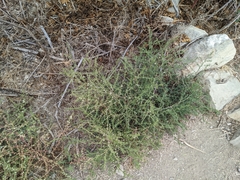 Salsola