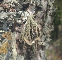 Usnea cirrosa