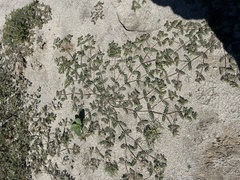 Kallstroemia californica