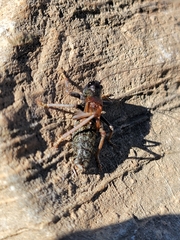 Acrodectes philopagus