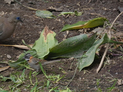 Zonotrichia capensis