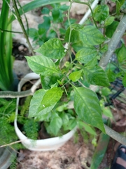 Capsicum annuum