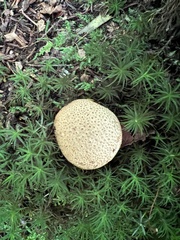 Scleroderma citrinum