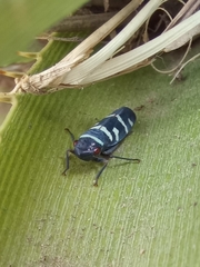 Balacha melanocephala