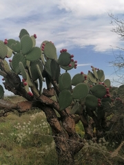 Opuntia hyptiacantha