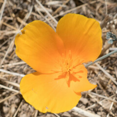 Eschscholzia