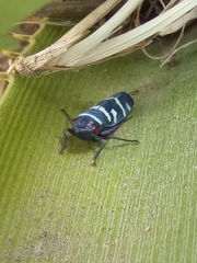 Balacha melanocephala