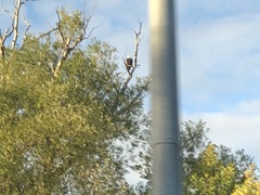 Haliaeetus leucocephalus