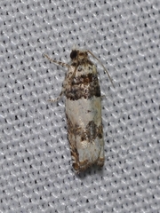 Epinotia thapsiana