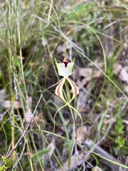 Caladenia tentaculata