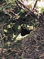 Aureoboletus mirabilis