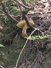 Aureoboletus mirabilis