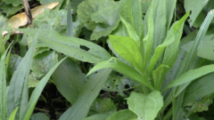 Leucanthemum maximum