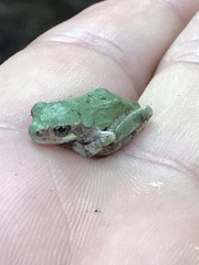 Hyla chrysoscelis