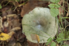 Russula virescens