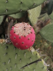 Opuntia hyptiacantha